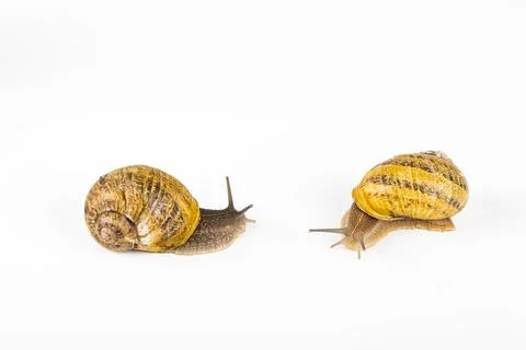 Snail beauty Stock Photos
