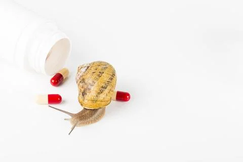 Snail beauty Stock Photos