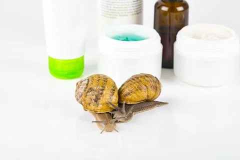 Snail beauty Stock Photos