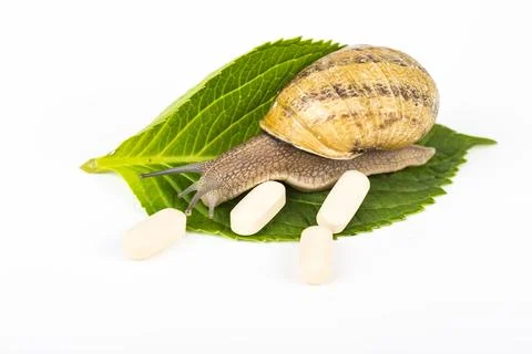 Snail beauty Stock Photos
