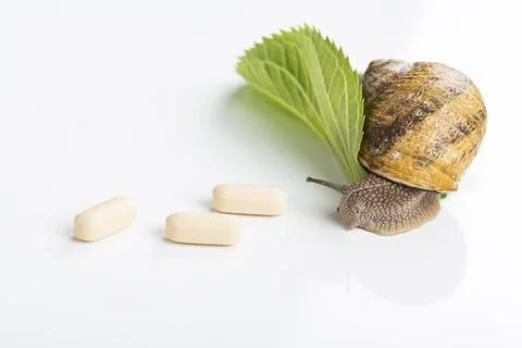 Snail beauty Stock Photos