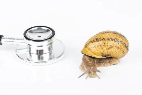 Snail beauty Stock Photos