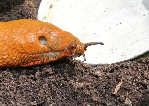 A snail on a beer trap Stock Photos