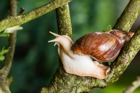 Snail on the bench Stock Photos