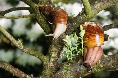 Snail on the bench Stock Photos