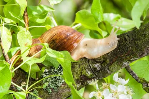 Snail on the bench Stock Photos