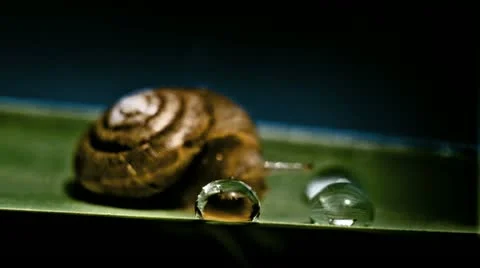 Snail between two drops Stock Footage 12332322