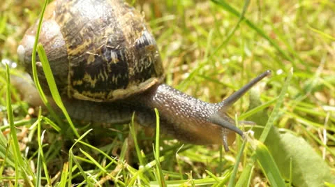 Snail big close up Stockbeeldmateriaal 25105248