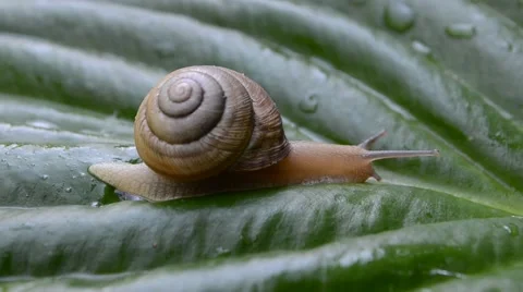 Snail on the big green leaf Stock Footage 64807711