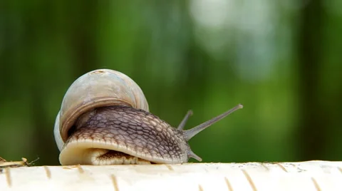 Snail on birch wood Stock Footage 37535699