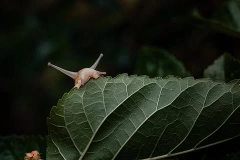 A snail bites a leaf of a mulberry tree Stock Photos