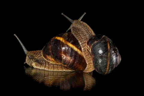 Snail on black background Stock Photos
