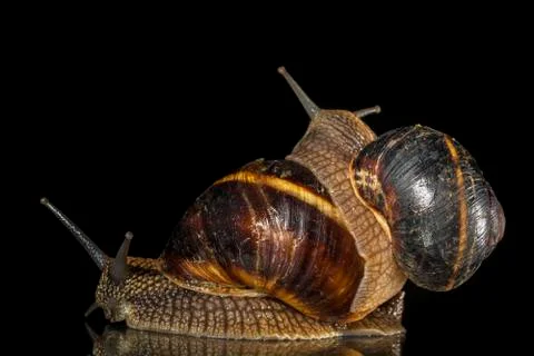 Snail on black background Stock Photos