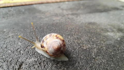 Snail black stone Surface Stock Footage 320952329