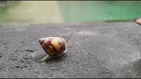 Snail black stone Surface(1) Stock Footage 320952286