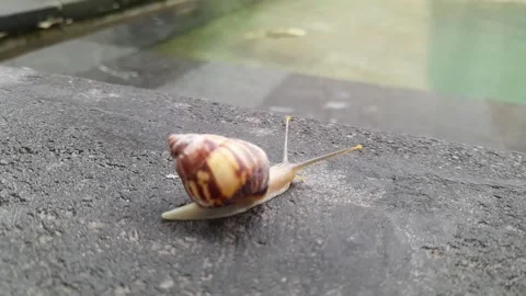 Snail black stone Surface(2) Stock Footage 320952306