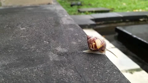 Snail black stone Surface(3) Stock Footage 320952289