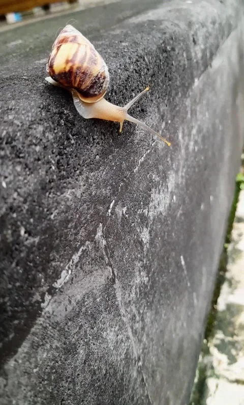 Snail black stone Surface(4) Stock Footage 320952281