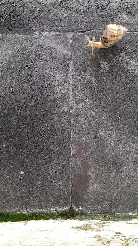 Snail black stone Surface(5) Stock Footage 320952287