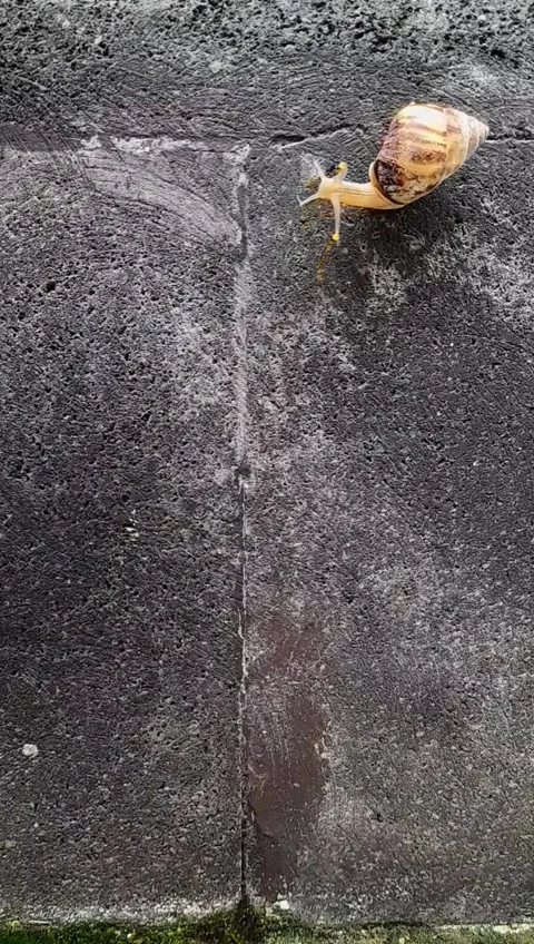 Snail black stone Surface(6) Stock Footage 320952319