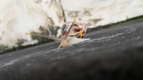 Snail black stone Surface(7) Stock Footage 320952339