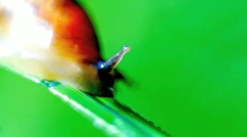 Snail on blade of grass Stock Footage 11758426