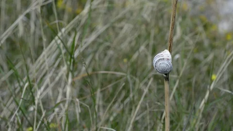 Snail on the blade of grass Stock Footage 97758124