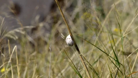 Snail on the blade of grass moved Stock Footage 97758880