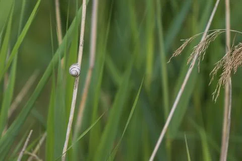 Snail on a blade of grass on Stock Photos