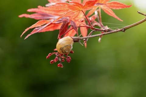 Snail on the blossoms of a maple tree Stock Photos