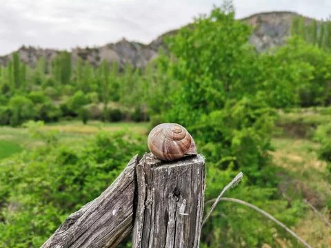 Snail on the board. Foto stock