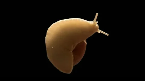 Snail bottom isolated Video stock 10939701