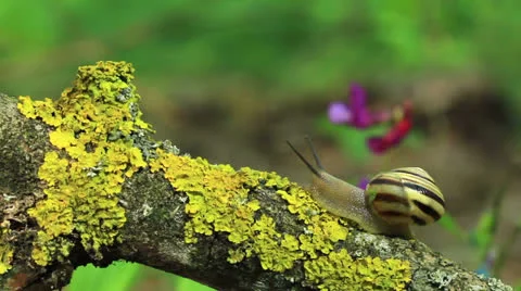 Snail on a branch. Close up. Time lapse Stock Footage 23266200