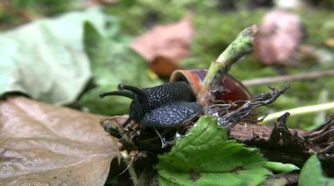 Snail on a branch Видео 360044