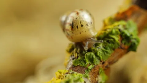 A snail on a branch 库存影片 91656497