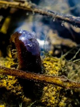 A snail on a branch Stock Photos