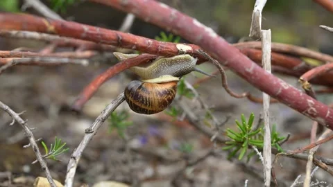 Snail on the branch slowmotion Stock Footage 250164028