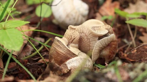 Snail breeding, nature in spring, close-up Stock Footage 273777329