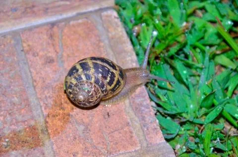 Snail on Brick Path Stock Photos