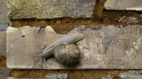 A snail on a brick wall. Stock Photos