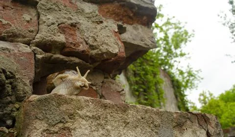 Snail on the bricks of the building. Snails over the cliff are frightened fro Stock Photos