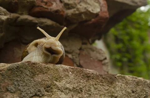 Snail on the bricks of the building. Snails over the cliff are frightened fro Stock Photos