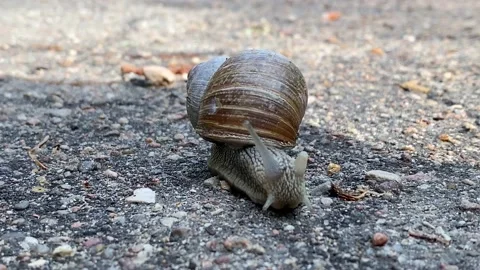 Snail with broken horn crawling on the pavement Stock Footage 135463261