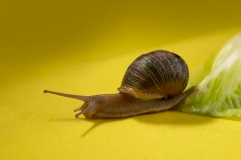 Snail with broken shell, running through a lettuce 库存照片