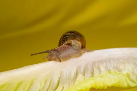 Snail with broken shell, running through a lettuce 库存照片