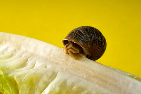 Snail with broken shell, running through a lettuce 库存照片