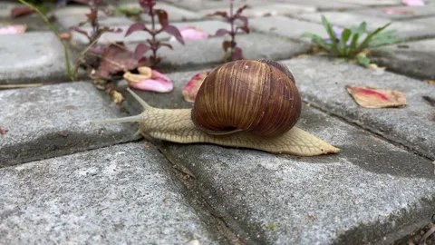 A snail with a brown house. Video stock 232931333