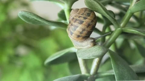 Snail with brown shell Stock Footage 160367225