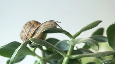 Snail with brown shell Video stock 160376623