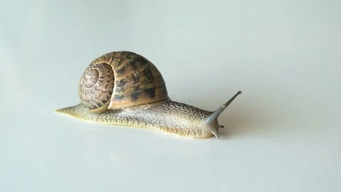 Snail with brown shell Stock Footage 160409508
